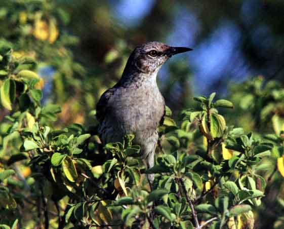Bahama Mockingbird